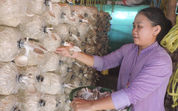 Hàng chục nghìn phụ nữ Bến Tre được hỗ trợ khởi nghiệp, khởi sự kinh doanh