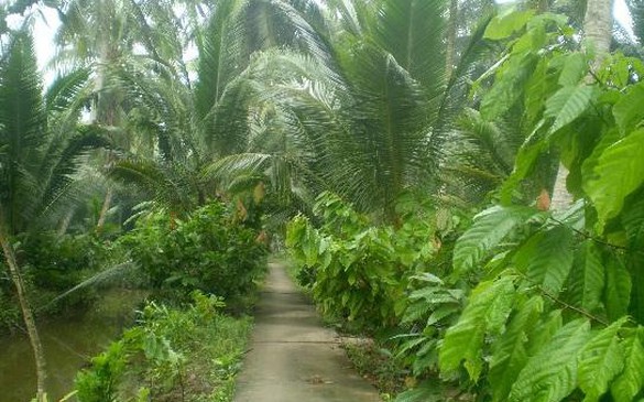 Cơ hội hồi sinh cây ca cao trong vườn dừa Bến Tre