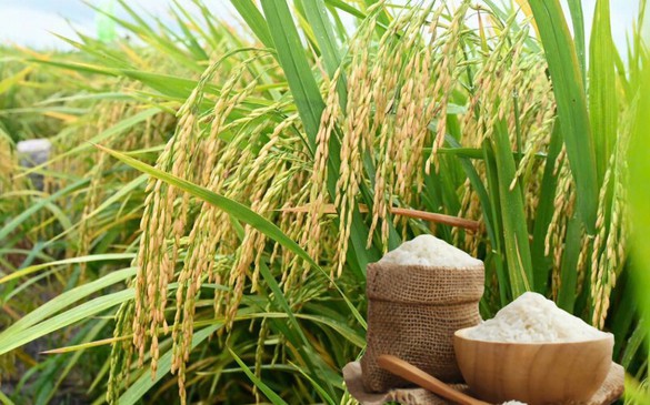 Thông qua nội dung Bản ghi nhớ hợp tác thương mại gạo Việt Nam – Singapore