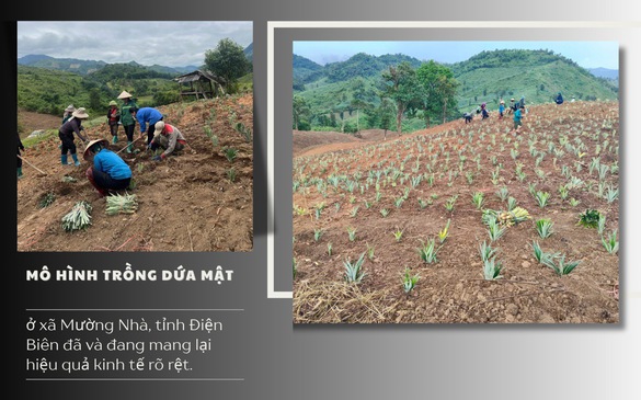 Đánh thức tiềm năng đồi rừng – Kinh tế vùng cao khởi sắc