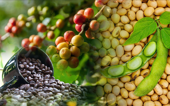 THỊ TRƯỜNG HÀNG HÓA: MXV-Index sụt, cà phê và đậu tương vẫn hút lực mua