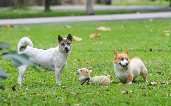 Thả rông động vật nuôi ở nơi công cộng bị phạt tới 1 triệu đồng