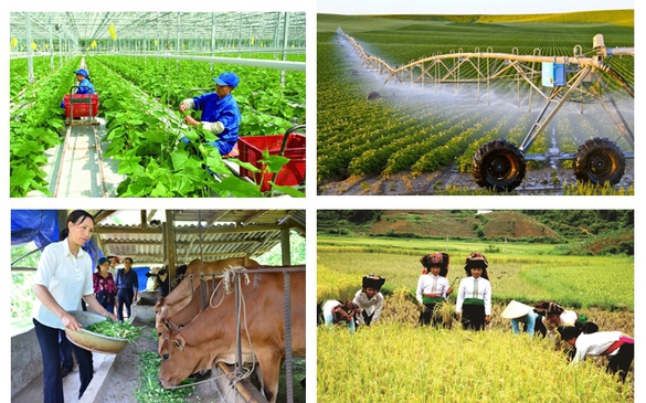 Kiện toàn Ban Chỉ đạo Tổng điều tra nông thôn, nông nghiệp năm 2025 trung ương