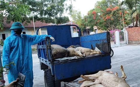 Đà Nẵng khoanh vùng, ngăn chặn sự lây lan dịch tả lợn châu Phi