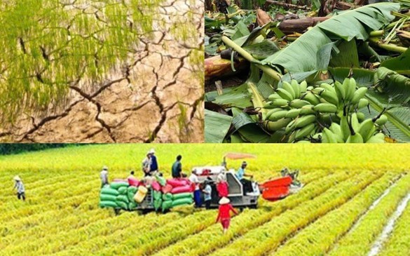 Nâng mức hỗ trợ phí bảo hiểm nông nghiệp