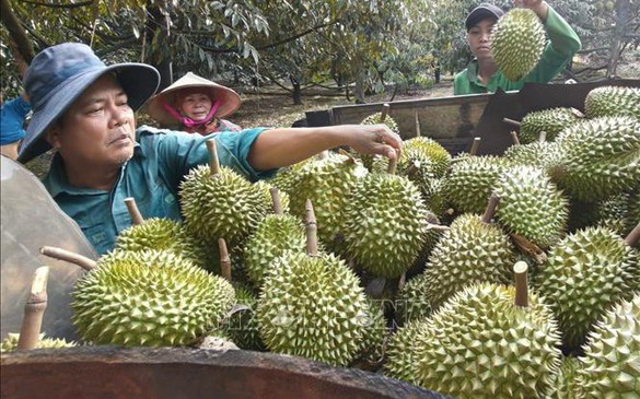 Durian exports on track to surpass US$4 billion by year-end