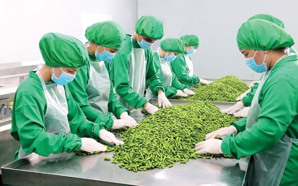 2024年第一季度越南蔬果出口金额创新高
