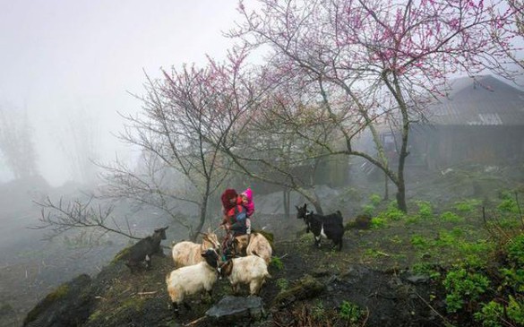 越南荣获“世界领先遗产目的地”称号