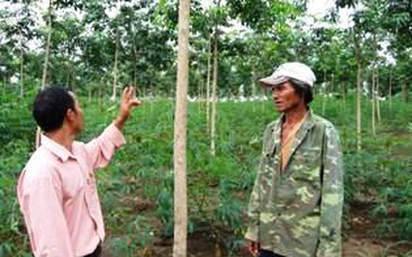 Hỗ trợ hộ nghèo phát triển trồng cao su ở huyện Đăk Hà: Một cách giảm nghèo bền vững