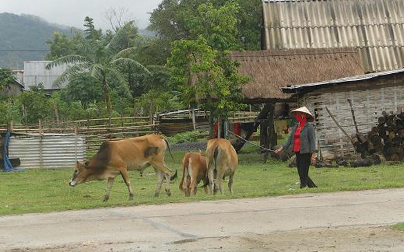 Đắk Lắk : Phấn đấu giảm tỉ lệ hộ nghèo trong vùng đồng bào dân tộc thiểu số tại chỗ xuống dưới 27 % vào năm 2015.