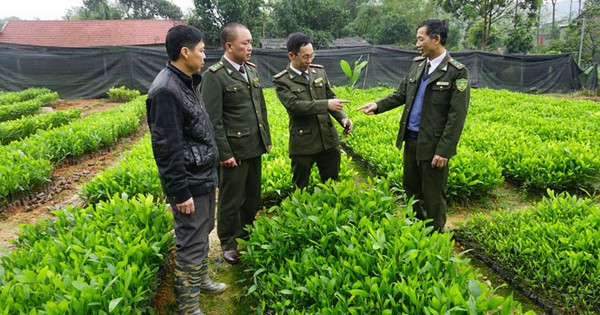 Tiêu chí công nhận giống cây trồng lâm nghiệp