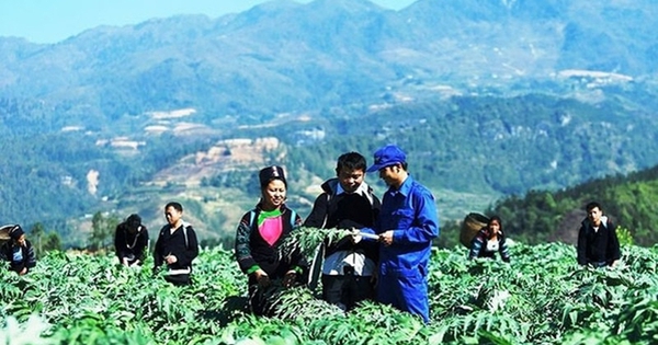 Hỗ trợ 1 tỷ đồng/dự án phát triển trồng dược liệu quý ở miền núi