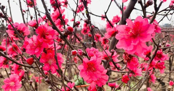 Chỉ thị của Ban Bí thư về việc tổ chức Tết Ất Tỵ năm 2025