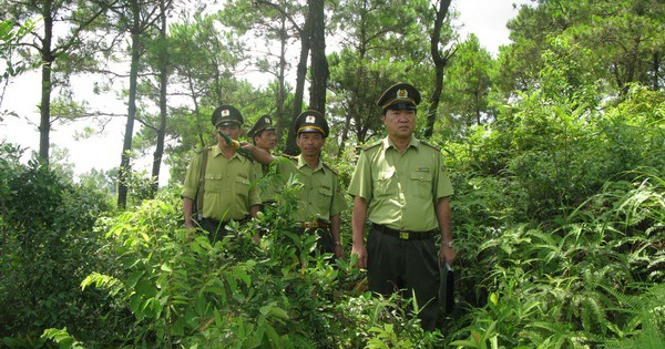 Sửa đổi, bổ sung một số nhiệm vụ, quyền hạn của Kiểm lâm và Lực lượng chuyên trách bảo vệ rừng