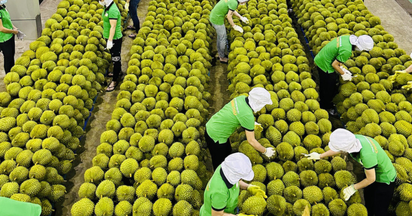 Củi đước được chế biến thành than