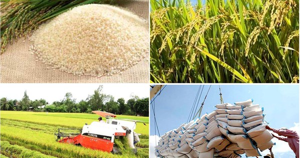 Nghiên cứu thông tin về giải pháp để gạo Việt giữ vị trí xuất khẩu thứ hai thế giới