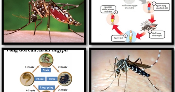 Những thông tin cần biết về sốt dengue và sốt xuất huyết dengue 