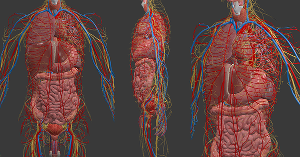 Mô Hình Giải Phẫu Cơ Thể 3D  YouTube