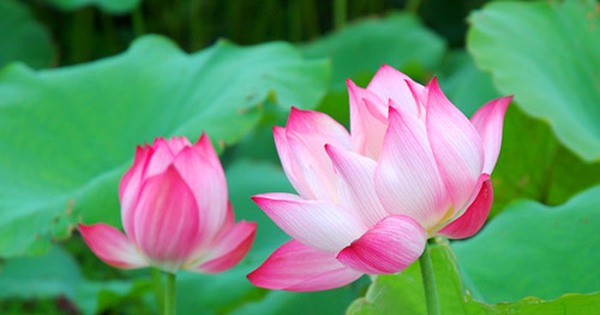 Công bố quốc hoa VN vào dịp Quốc khánh 2011 Công Bố Quốc Hoa Vn Vào Dịp Quốc Khánh 2011