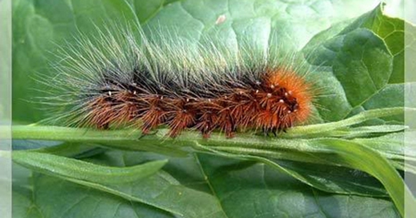 Sẽ nuôi… sâu róm đỏ lấy tiền