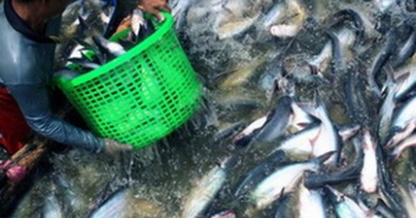 Vietnamese catfish as top most consumed seafood in US
