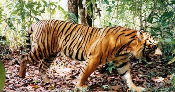 MONRE proposes tiger conservation program