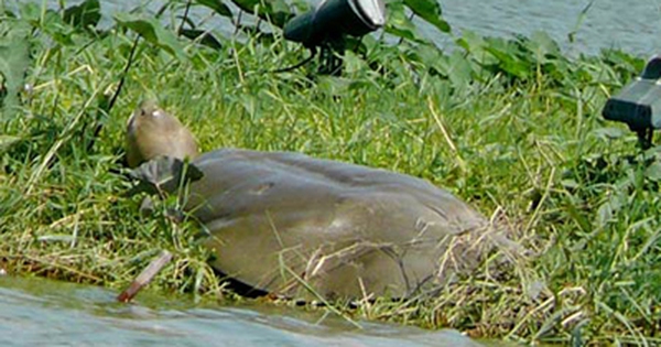 New wildlife conservation website makes debut