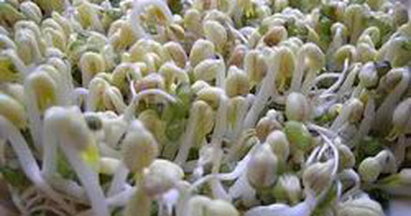 Kiểm soát chất lượng giá đỗ, rau mầm