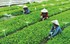 Quy chế hoạt động của Ban Chỉ đạo quốc gia về kinh tế tập thể