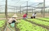Xây dựng nông thôn mới: Giữ gìn làng nghề, phát huy giá trị văn hóa truyền thống