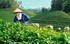 Đề xuất quy định mới về tổ hợp tác