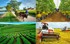 Tổ hợp tác đáp ứng các tiêu chí quy định có thể hưởng chính sách hỗ trợ như hợp tác xã